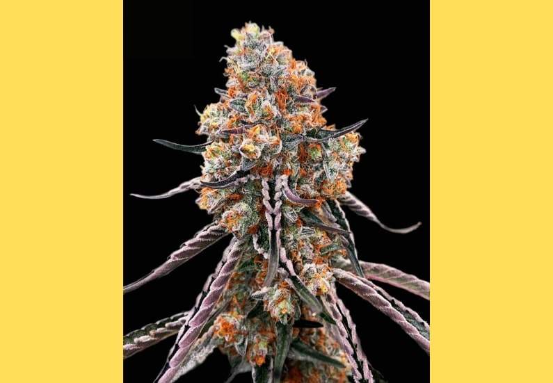 Gelato Cannabis Strain Facts and Information