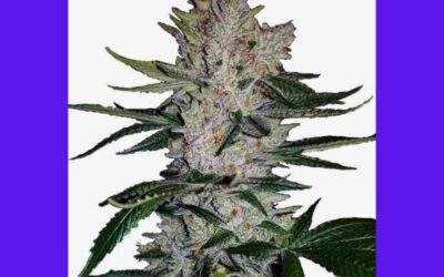 Gorilla Glue #4 (GG4) Cannabis Strain Facts and Information