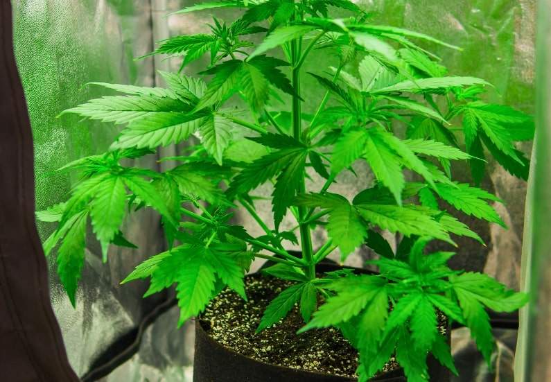 How to Grow Cannabis Indoors