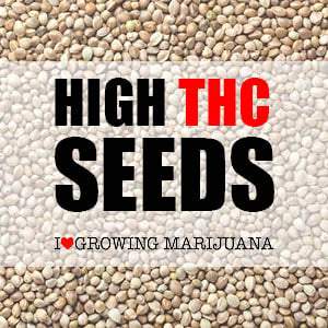 High THC marijuana seeds available online from I Love Growing Marijuana.