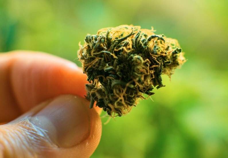 The Top 5 Cannabis Strains to Grow Indoors - Close up of a healthy cannabis bud.