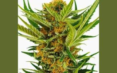 Jack Herer Cannabis Strain Facts and Information