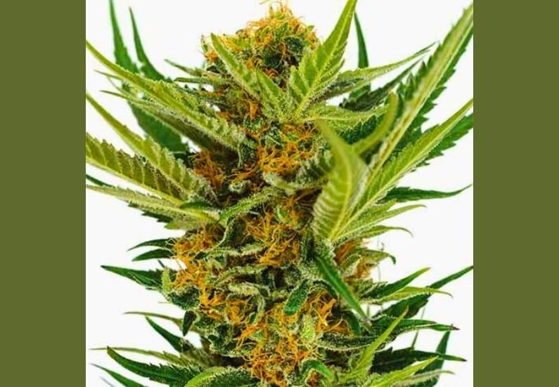 Jack Herer cannabis strain.