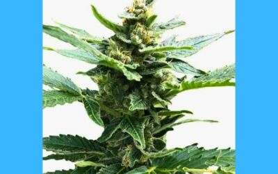 Northern Lights Cannabis Strain Facts and Information