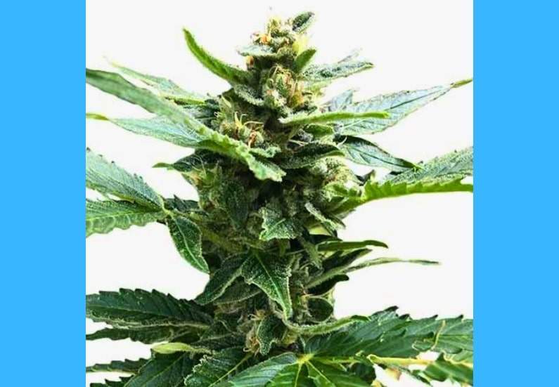 Northern Lights Cannabis Strain Facts and Information