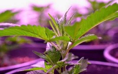 What Does an Indoor Cannabis Plant Need to Survive?