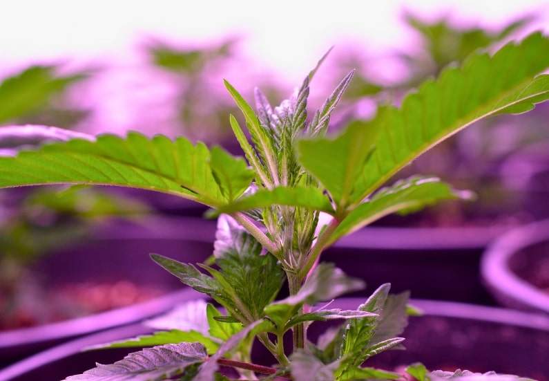 Essential elements for growing a cannabis plant indoors.