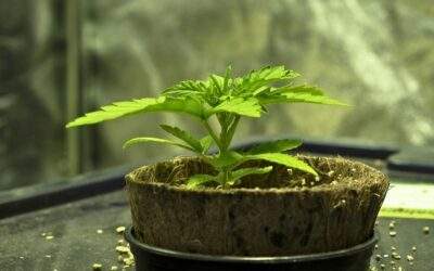 What Is an Indoor Grow Box? Benefits, Features, and Uses