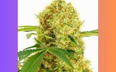 White Widow Cannabis Strain Facts and Information