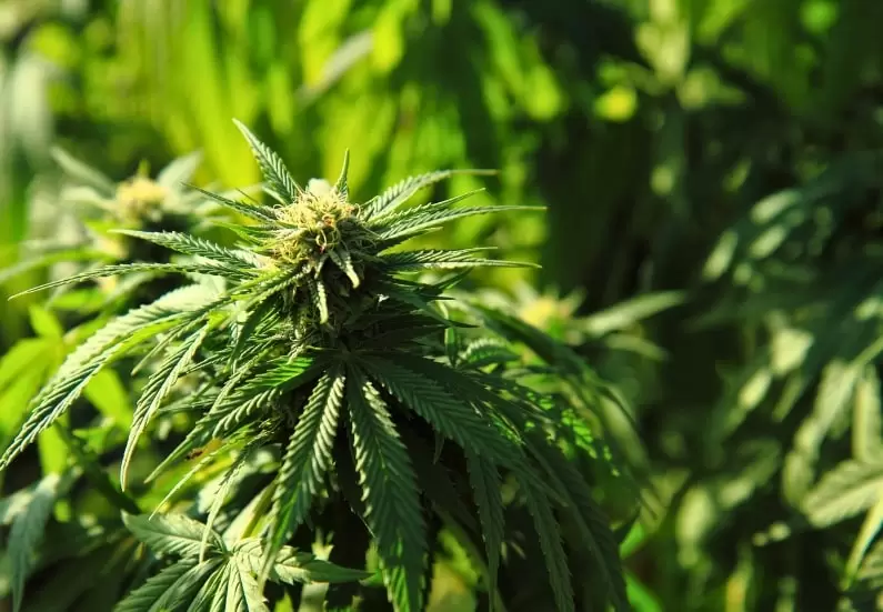 A vibrant marijuana plant in full bloom, showcasing lush green leaves and crystal-covered buds.