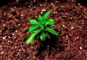 How to use nutrients and fertilizers to grow marijuana plants for maximum yield.