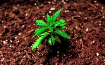 How to Use Fertilizers and Nutrients to Grow Marijuana Plants