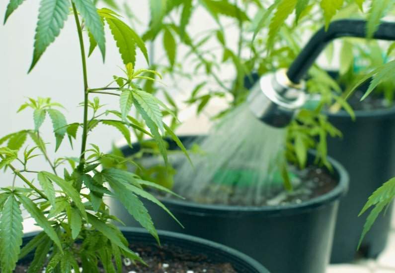 How to flush cannabis plants to remove the nutrients.