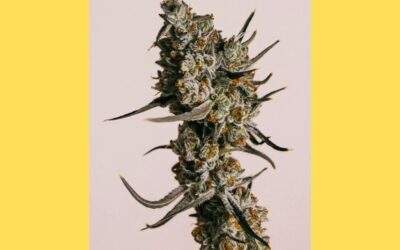 Granddaddy Purple Cannabis Strain Facts and Information