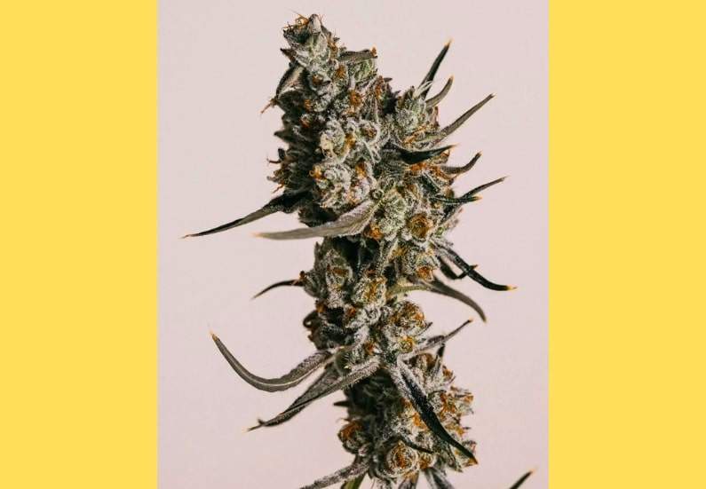 Granddaddy Purple Cannabis Strain Facts and Information