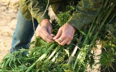 How to Harvest Cannabis Plants: A Complete Step-by-Step Guide