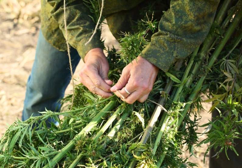 A grower tying freshly harvested cannabis buds for curing.