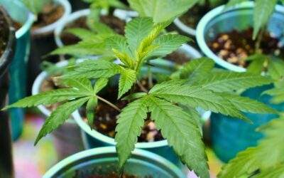 How to Clone Cannabis Plants: A Step-by-Step Guide for Beginners