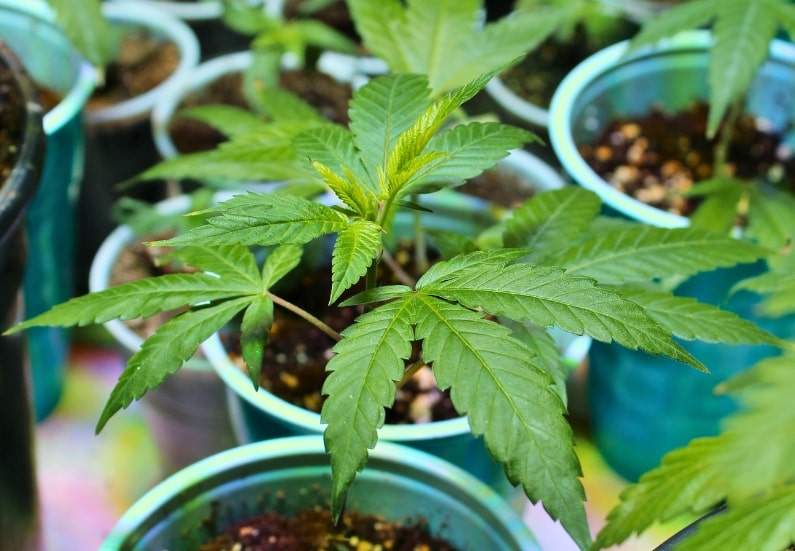 Close-up image of healthy cannabis plant clones in a growing medium under a humidity dome.