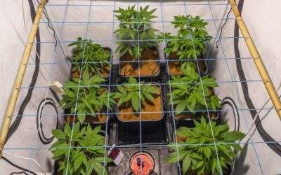 How to SCROG Marijuana Plants for Maximum Yield