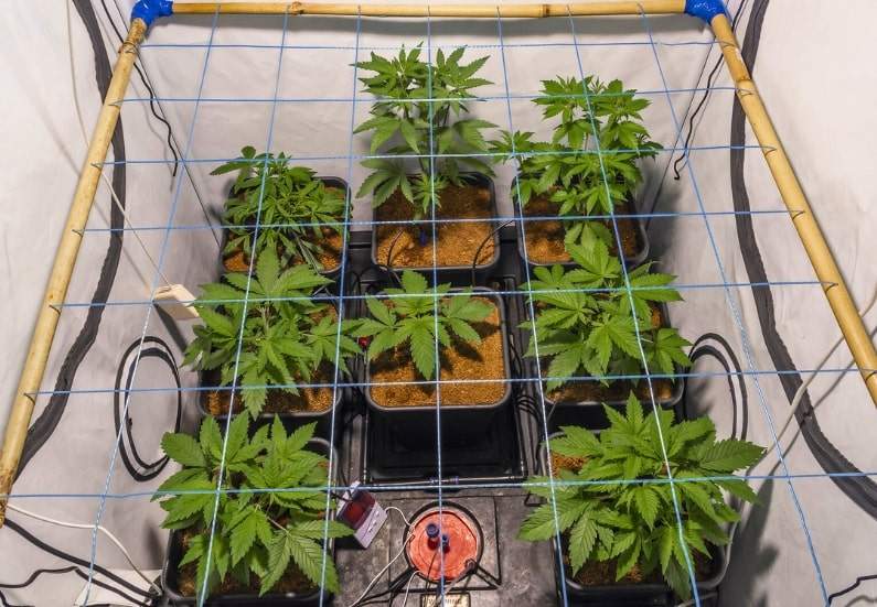 How to SCROG Marijuana Plants for Maximum Yield