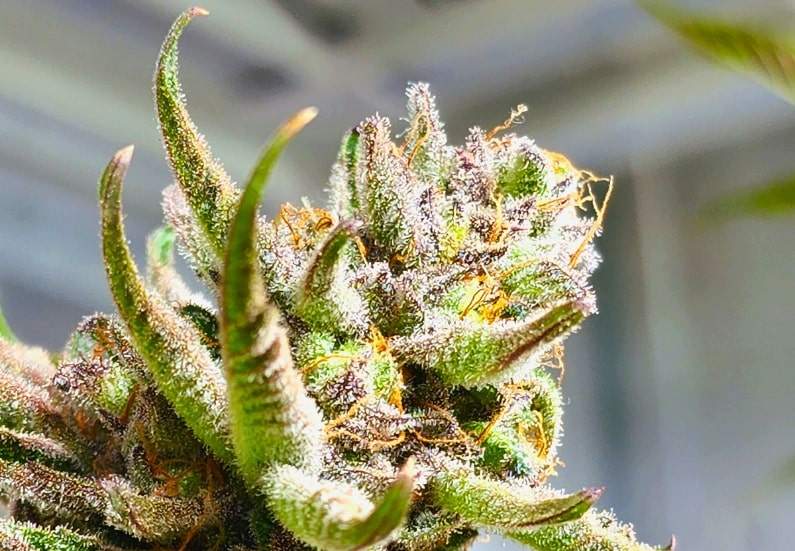 Harvest when you see cannabis plant trichomes.