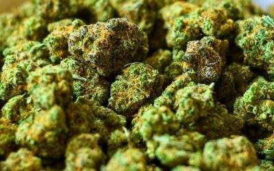 Top 10 Most Potent Sativa Strains That Will Blow Your Mind