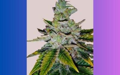 Purple Kush Cannabis Strain Facts and Information