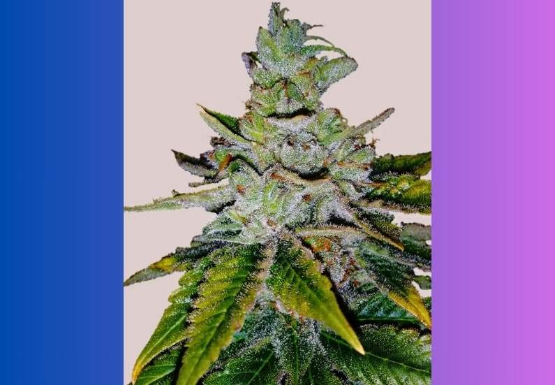 Purple Kush Cannabis Strain Facts and Information