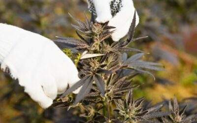 How to Top and Prune Marijuana Plants for Maximum Yield