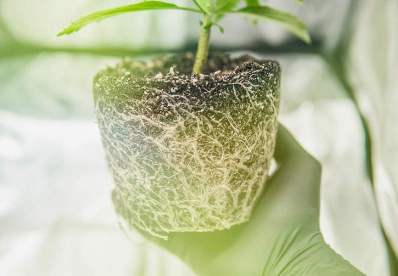 A thriving marijuana plant being carefully transplanted into a larger pot.