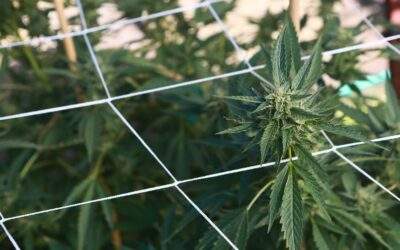 How to Trellis Marijuana Plants to Increase Yields (The Right Way)