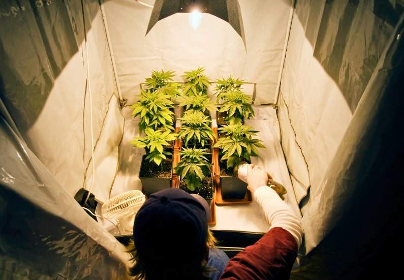 Cannabis plants being watered inside of a grow tent.