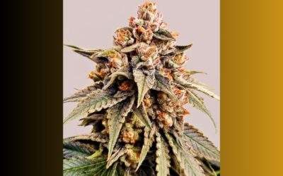 Zkittlez Cannabis Strain Facts and Information