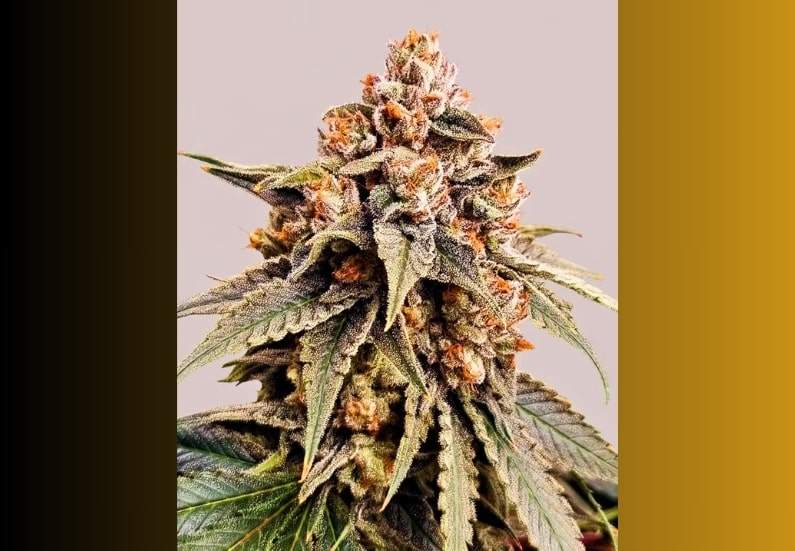 Zkittlez Cannabis Strain Facts and Information