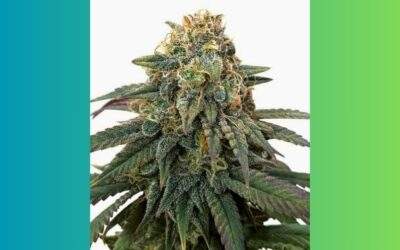 ACDC Cannabis Strain Facts and Information