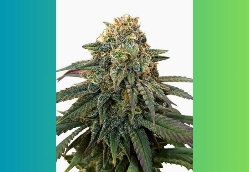 ACDC Cannabis Strain Facts and Information