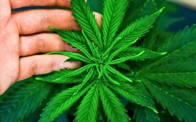 Top 10 Reasons To Grow Your Own Marijuana at Home