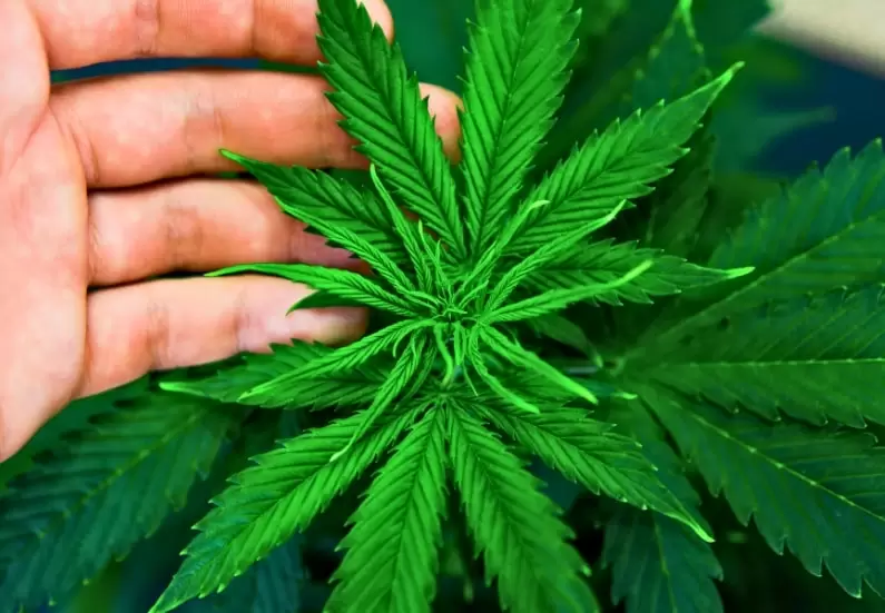 Top 10 Reasons To Grow Your Own Marijuana at Home