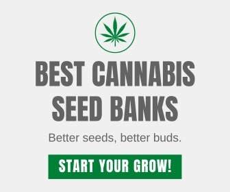 Best Cannabis Seed Banks – Buy top-quality cannabis seeds for a successful grow. Better seeds, better buds!