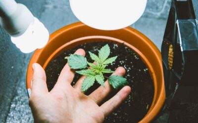 Best Temperature for Growing Weed Indoors: Beginner’s Guide