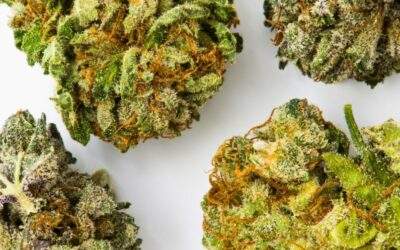 Top 5 Best Cannabis Strains for Appetite Suppression