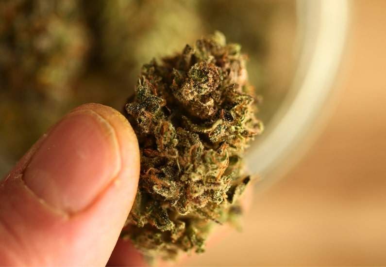 A close-up of a well-cured cannabis bud being held between fingers, showcasing its rich trichomes and dense structure.