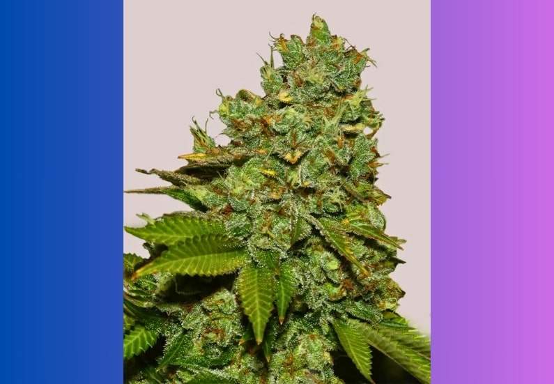 Do-Si-Dos Cannabis Strain Facts and Information