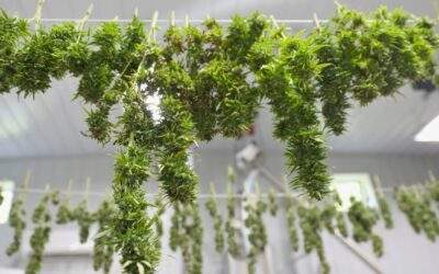 Drying and Curing Cannabis Buds: The Secret to Perfect Potency and Flavor