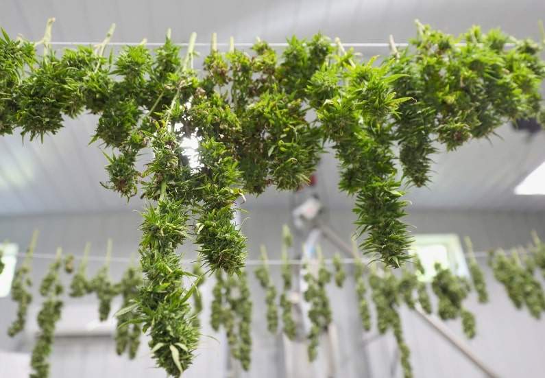 Drying and curing cannabis buds hanging upside down for optimal flavor and potency.