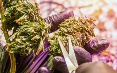 Trimming Cannabis: A Complete Guide