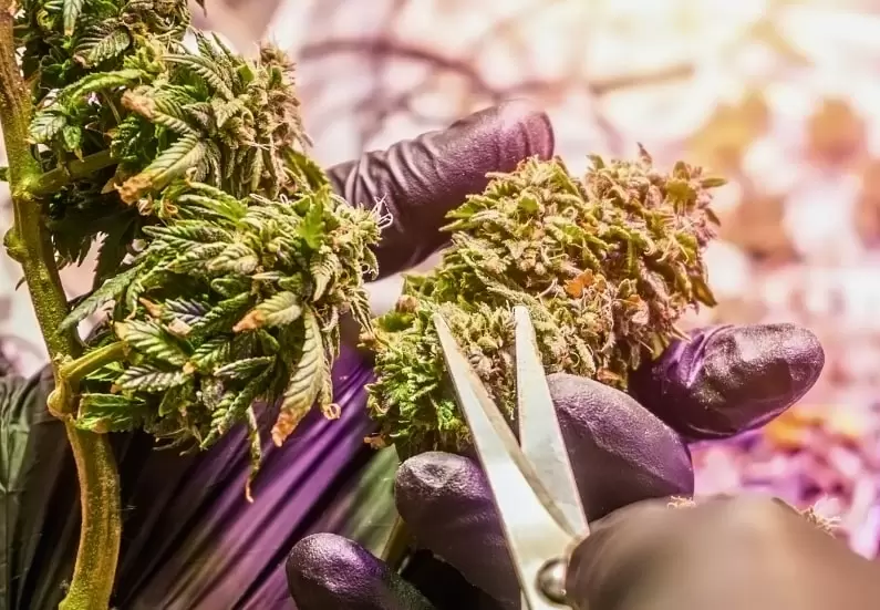 Trimming Cannabis: A Complete Guide