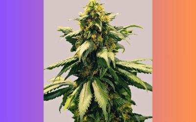 Harlequin Cannabis Strain: Facts and Information