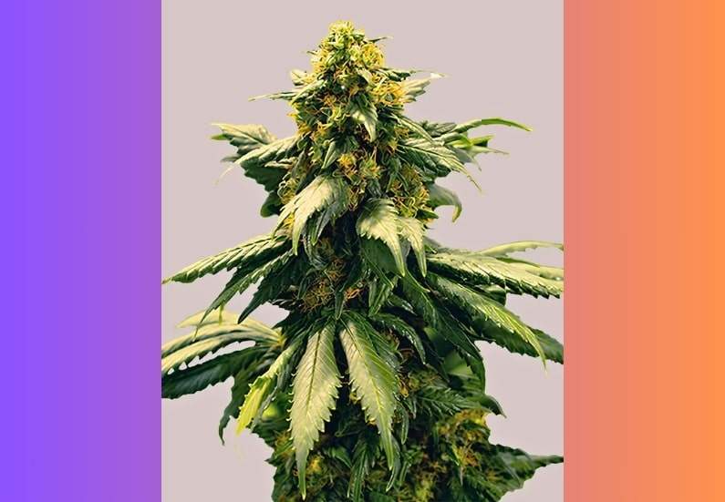 Harlequin Cannabis Strain: Facts and Information